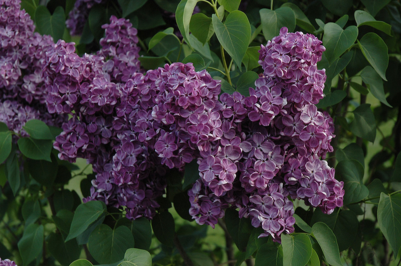 Yankee Doodle Lilac (Syringa vulgaris 'Yankee Doodle') at Kennedy's Country Gardens