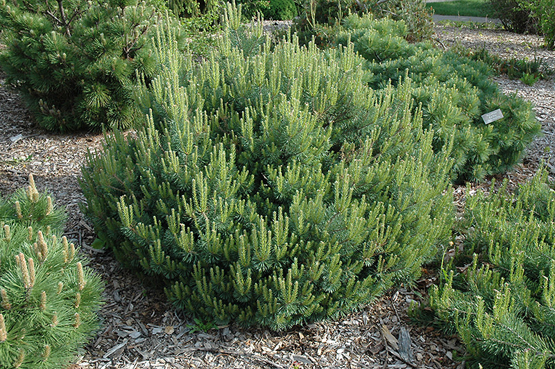 Beauvronensis Scotch Pine (Pinus sylvestris 'Beauvronensis') at Kennedy's Country Gardens