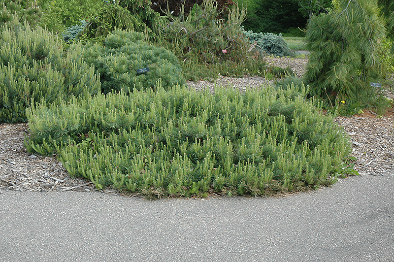 Hillside Creeper Scotch Pine (Pinus sylvestris 'Hillside Creeper') at Kennedy's Country Gardens