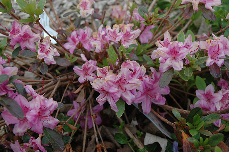 Compact Korean Azalea (Rhododendron yedoense 'Poukhanense Compacta') at Kennedy's Country Gardens