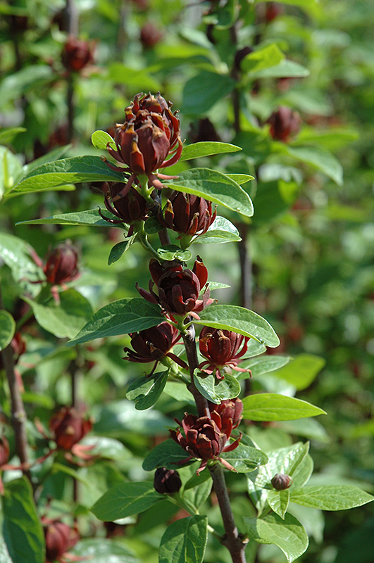 Common Sweetshrub (Calycanthus floridus) at Kennedy's Country Gardens