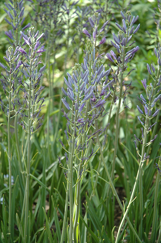 Blue Camassia (Camassia leichtlinii 'Coerulea') at Kennedy's Country Gardens