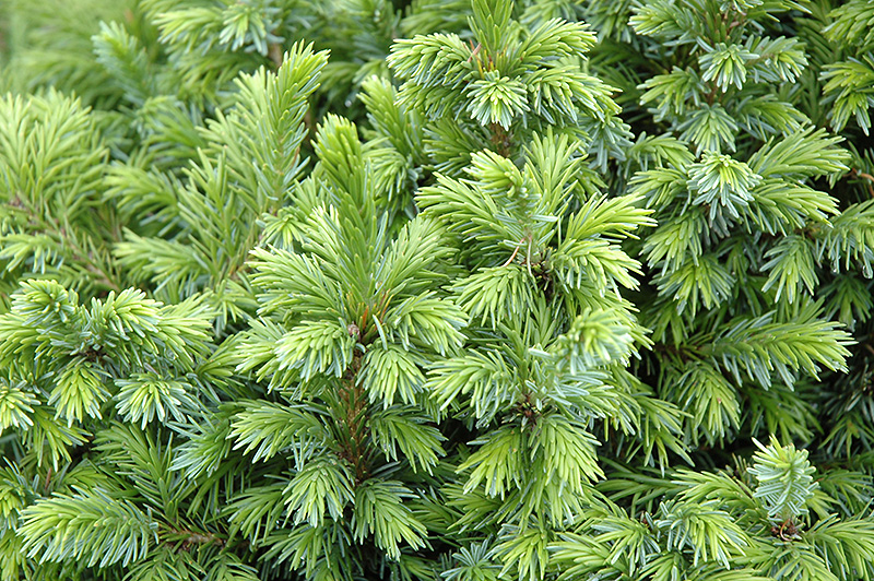 Dwarf Serbian Spruce (Picea omorika 'Nana') at Kennedy's Country Gardens