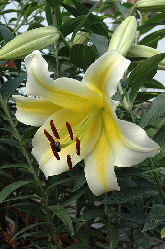 Conca D'Or Lily (Lilium 'Conca D'Or') at Kennedy's Country Gardens