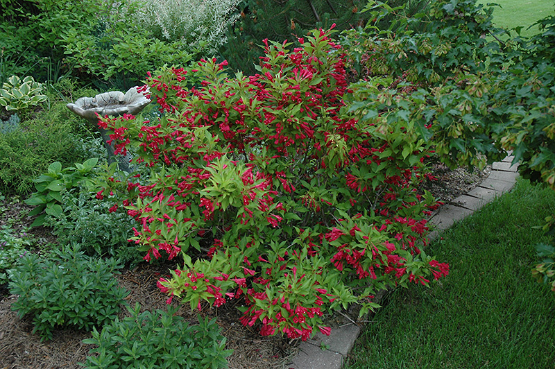 Red Prince Weigela (Weigela florida 'Red Prince') at Kennedy's Country Gardens