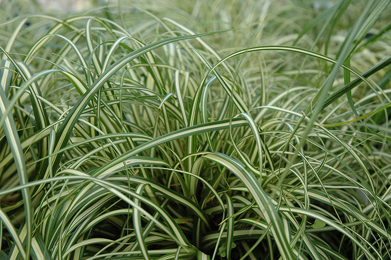 Evergold Variegated Japanese Sedge (Carex oshimensis 'Evergold') at Kennedy's Country Gardens