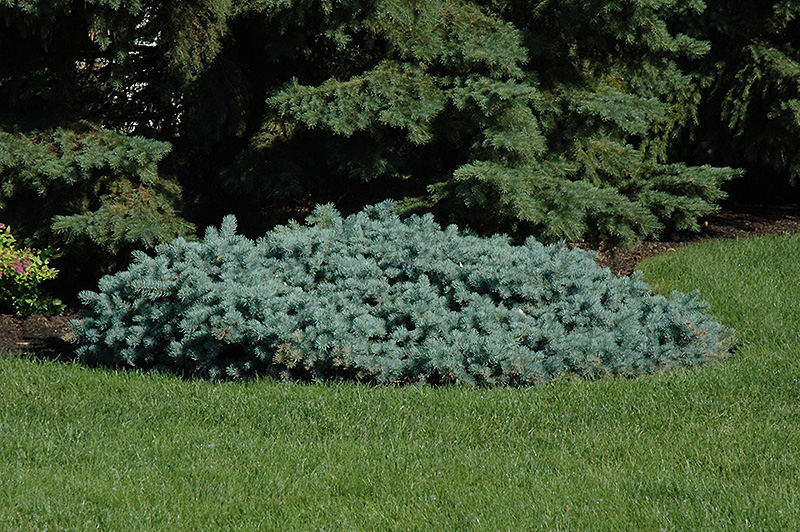 St. Mary's Broom Creeping Blue Spruce (Picea pungens 'St. Mary's Broom') at Kennedy's Country Gardens
