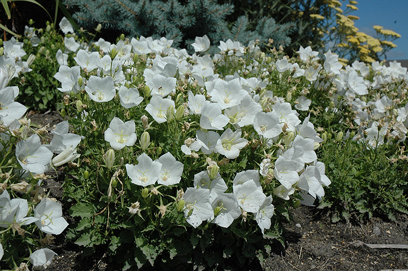 White Clips Bellflower (Campanula carpatica 'White Clips') at Kennedy's Country Gardens