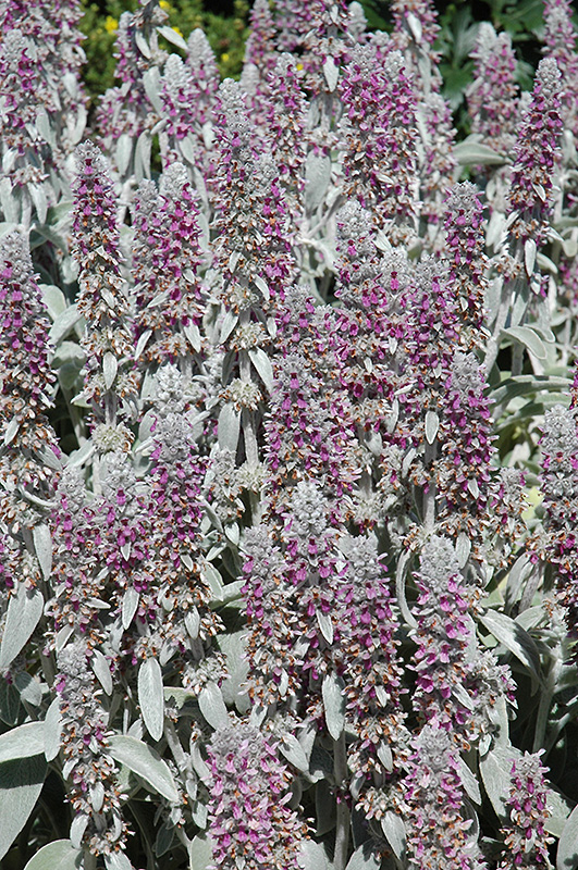 Lamb's Ears (Stachys byzantina) at Kennedy's Country Gardens