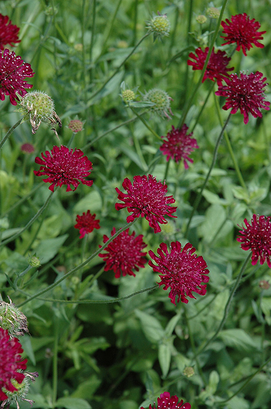 Crimson Scabious (Knautia macedonica) at Kennedy's Country Gardens