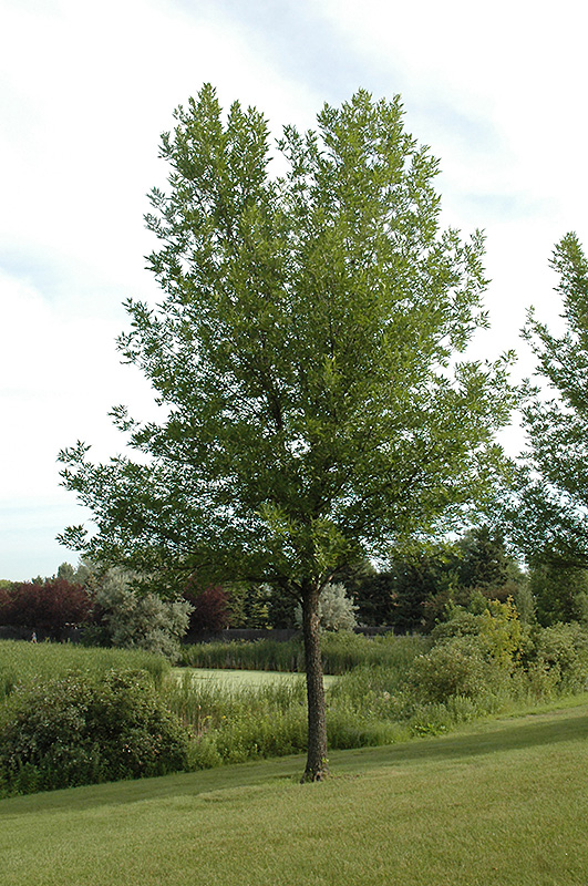 Summit Green Ash (Fraxinus pennsylvanica 'Summit') at Kennedy's Country Gardens