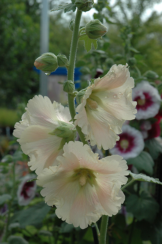 Russian Hollyhock (Alcea rugosa) at Kennedy's Country Gardens