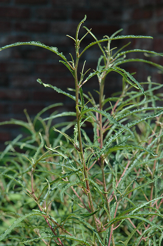 Fine Line Fern Leaf Buckthorn (Rhamnus frangula 'Ron Williams') at Kennedy's Country Gardens