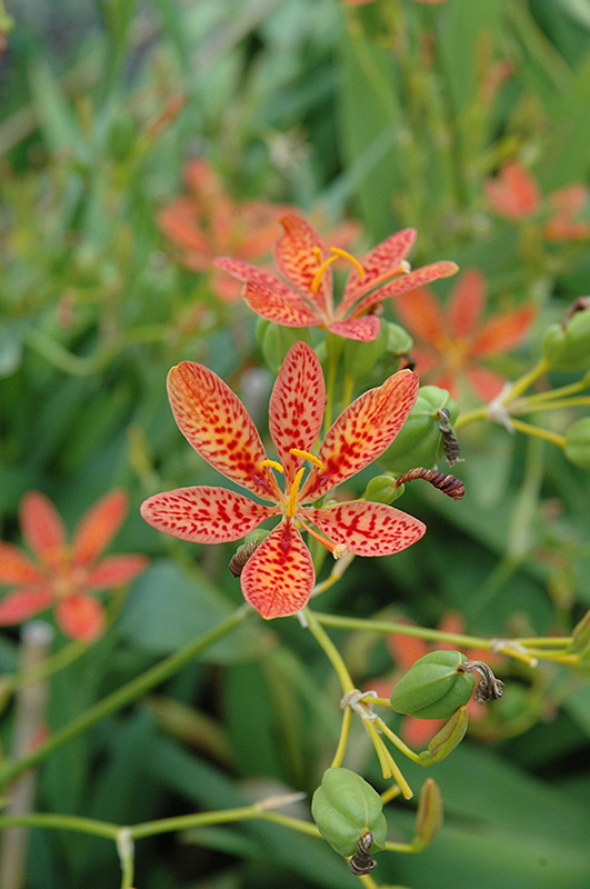 Blackberry Lily (Belamcanda chinensis) at Kennedy's Country Gardens