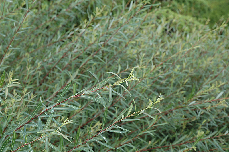 Creeping Arctic Willow (Salix purpurea 'Nana') at Kennedy's Country Gardens