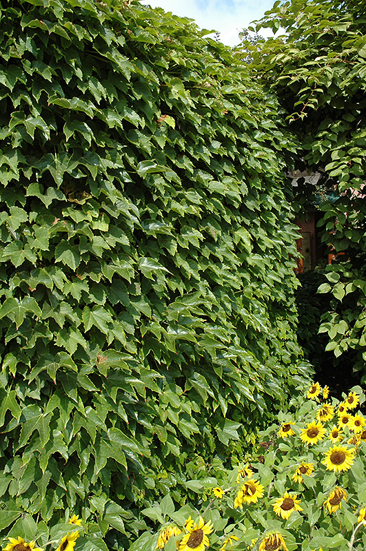Boston Ivy (Parthenocissus tricuspidata) at Kennedy's Country Gardens