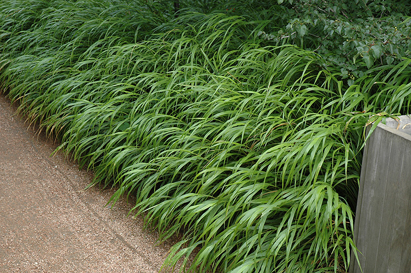 Japanese Woodland Grass (Hakonechloa macra) at Kennedy's Country Gardens