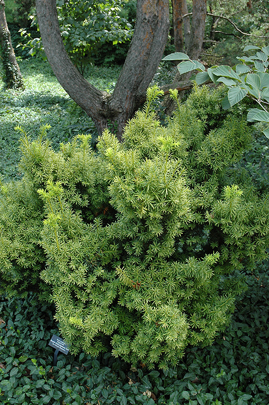 Dwarf Bright Gold Yew (Taxus cuspidata 'Dwarf Bright Gold') at Kennedy's Country Gardens