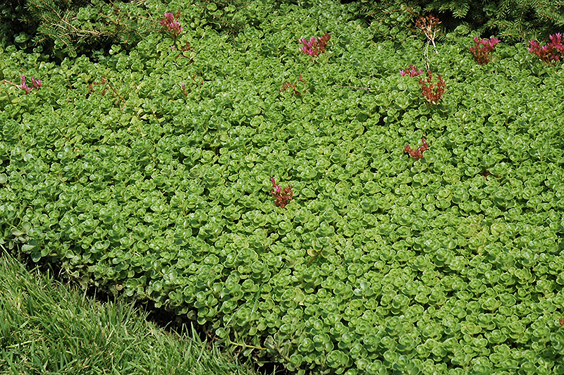 John Creech Stonecrop (Sedum spurium 'John Creech') at Kennedy's Country Gardens