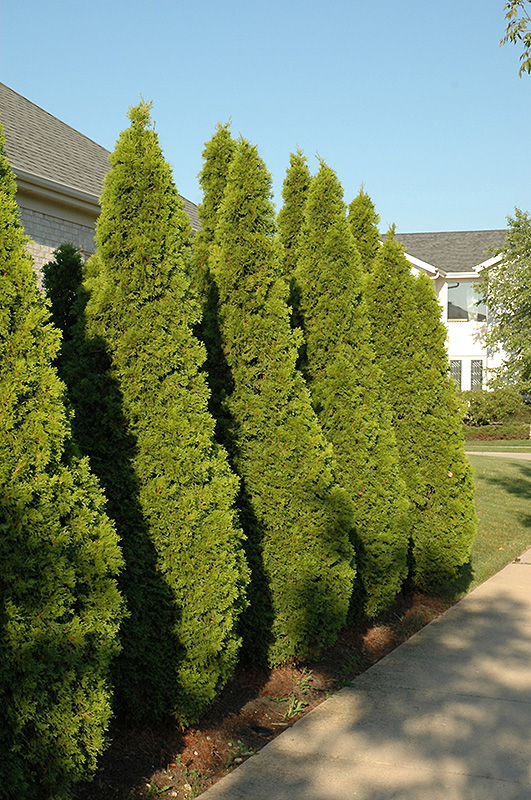 Emerald Green Arborvitae (Thuja occidentalis 'Smaragd') at Kennedy's Country Gardens