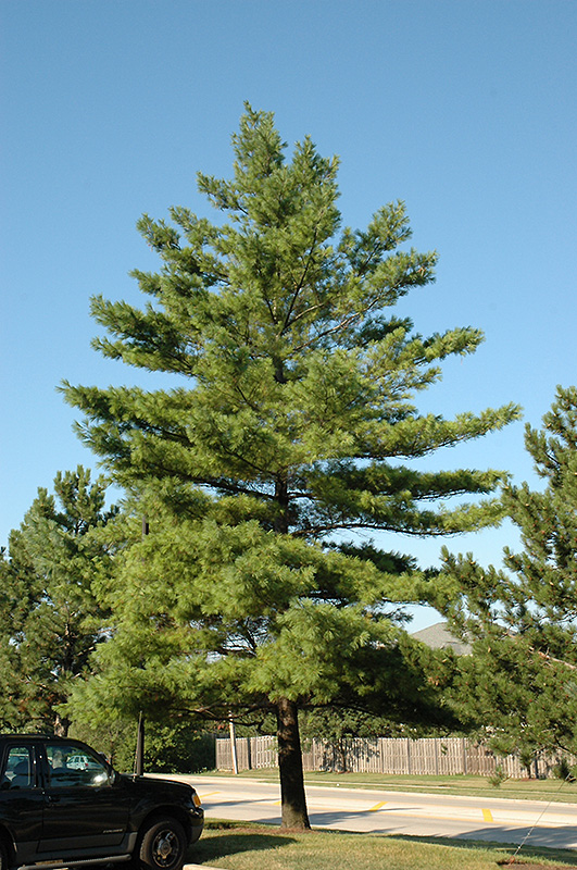 White Pine (Pinus strobus) at Kennedy's Country Gardens