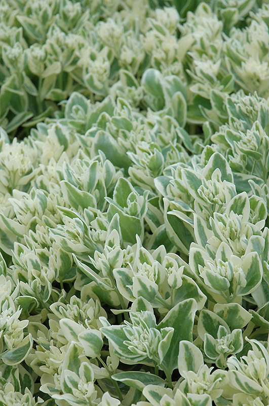 Frosty Morn Stonecrop (Sedum 'Frosty Morn') at Kennedy's Country Gardens