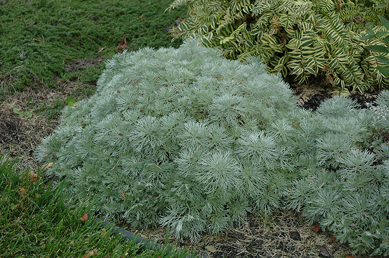 Silver Mound Artemesia (Artemisia schmidtiana 'Silver Mound') at Kennedy's Country Gardens