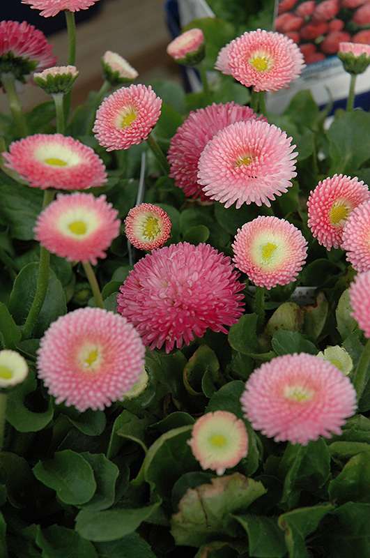 Tasso Pink English Daisy (Bellis perennis 'Tasso Pink') at Kennedy's Country Gardens