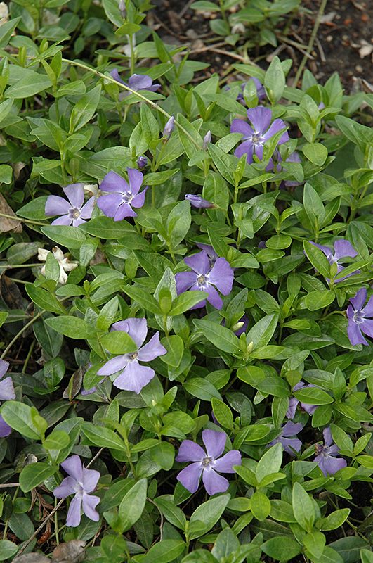 Common Periwinkle (Vinca minor) at Kennedy's Country Gardens