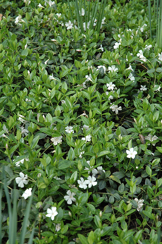 White Periwinkle (Vinca minor 'Alba') at Kennedy's Country Gardens