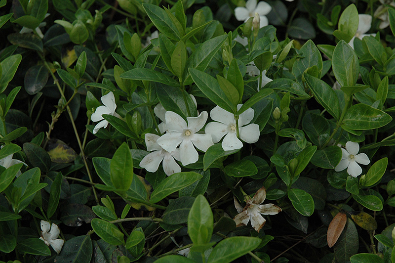 White Periwinkle (Vinca minor 'Alba') at Kennedy's Country Gardens