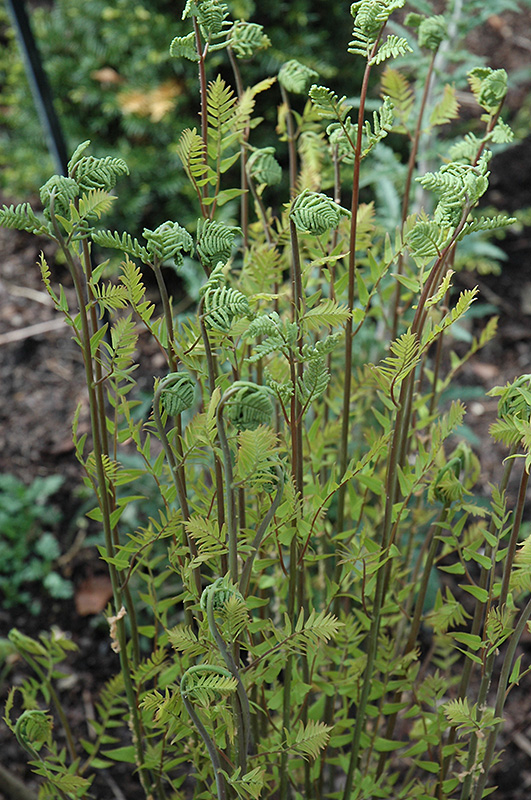 Hay-Scented Fern (Dennstaedtia punctilobula) at Kennedy's Country Gardens