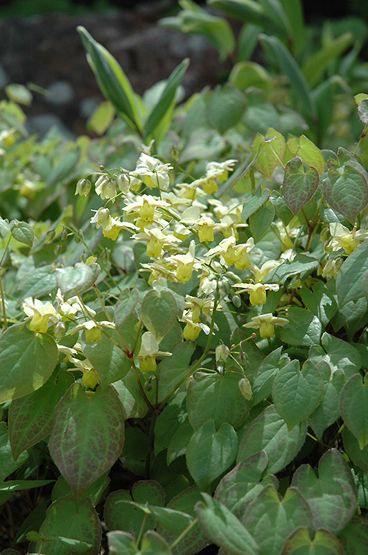 Yellow Barrenwort (Epimedium x versicolor 'Sulphureum') at Kennedy's Country Gardens