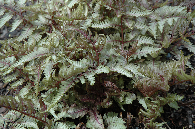 Red Beauty Painted Fern (Athyrium nipponicum 'Red Beauty') at Kennedy's Country Gardens