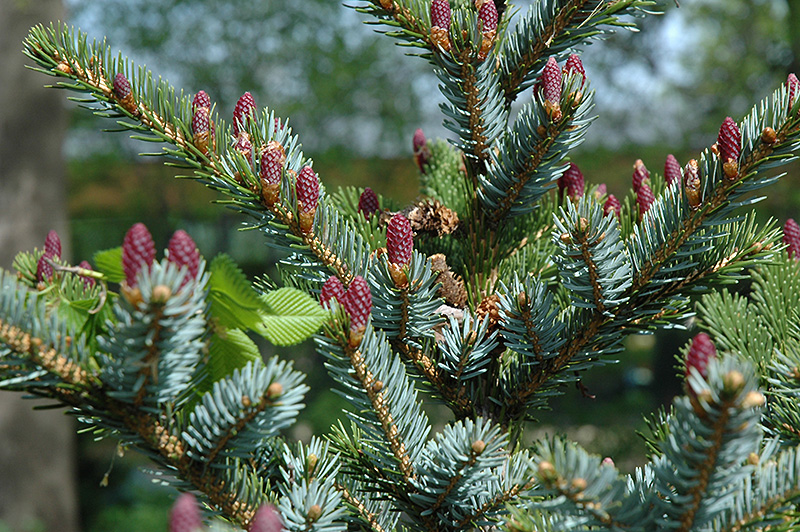 Howell's Dwarf Tigertail Spruce (Picea bicolor 'Howell's Dwarf Tigertail') at Kennedy's Country Gardens