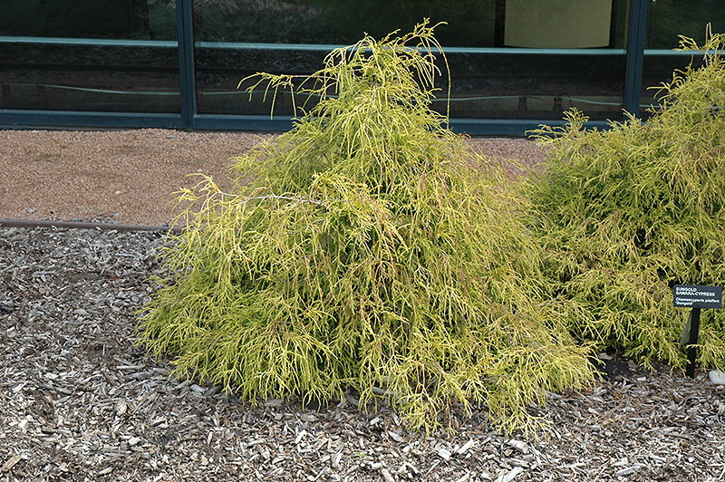 Sungold Falsecypress (Chamaecyparis pisifera 'Sungold') at Kennedy's Country Gardens
