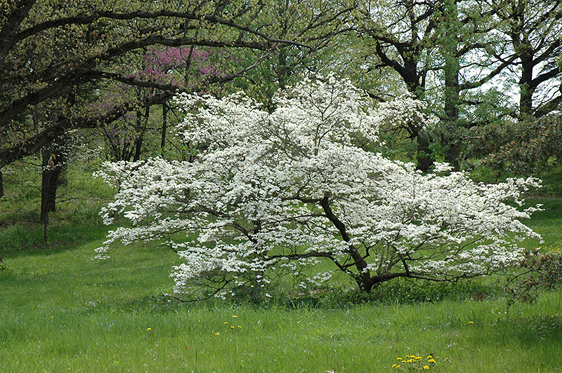 White Cloud Flowering Dogwood (Cornus florida 'White Cloud') at Kennedy's Country Gardens