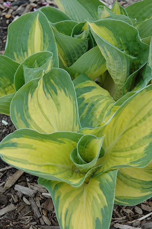 Great Expectations Hosta (Hosta 'Great Expectations') at Kennedy's Country Gardens