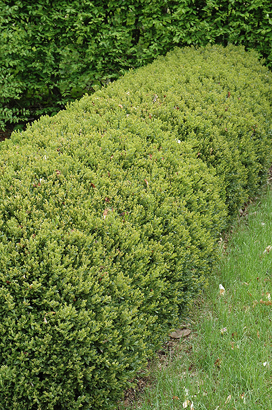 Green Gem Boxwood (Buxus 'Green Gem') at Kennedy's Country Gardens