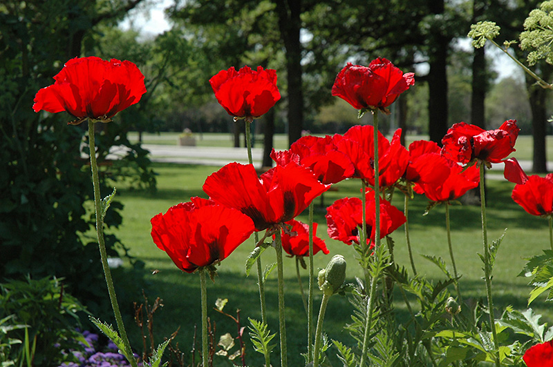 Beauty of Livermere Poppy (Papaver orientale 'Beauty of Livermere') at Kennedy's Country Gardens