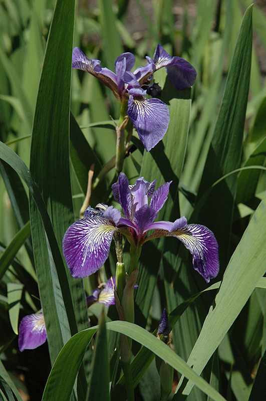 Siberian Iris (Iris sibirica) at Kennedy's Country Gardens