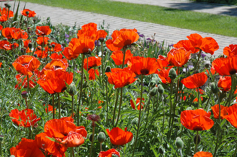 Brilliant Poppy (Papaver orientale 'Brilliant') at Kennedy's Country Gardens