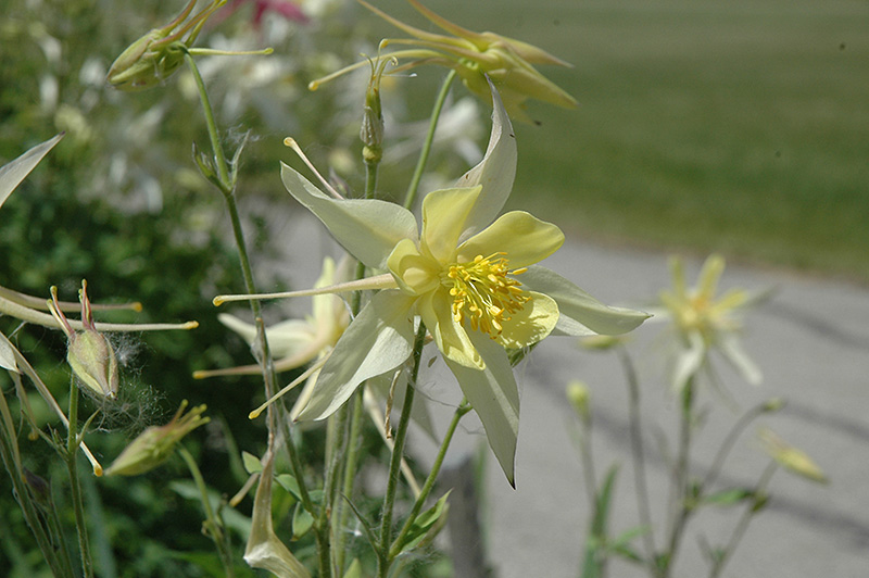 Yellow Queen Columbine (Aquilegia chrysantha 'Yellow Queen') at Kennedy's Country Gardens