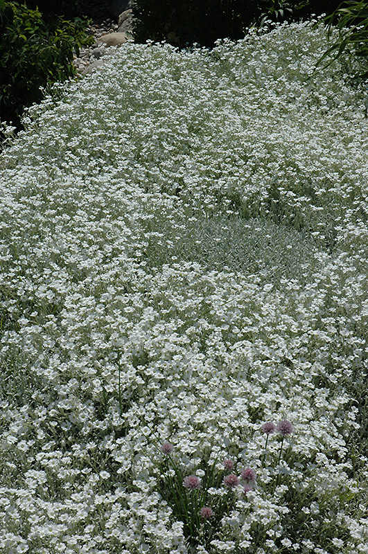 Snow-In-Summer (Cerastium tomentosum) at Kennedy's Country Gardens