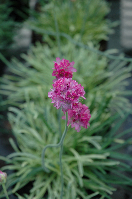 Nifty Thrifty Sea Thrift (Armeria maritima 'Nifty Thrifty') at Kennedy's Country Gardens