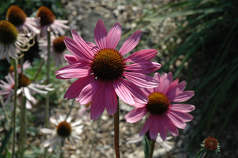 Tennessee Coneflower (Echinacea tennesseensis) at Kennedy's Country Gardens