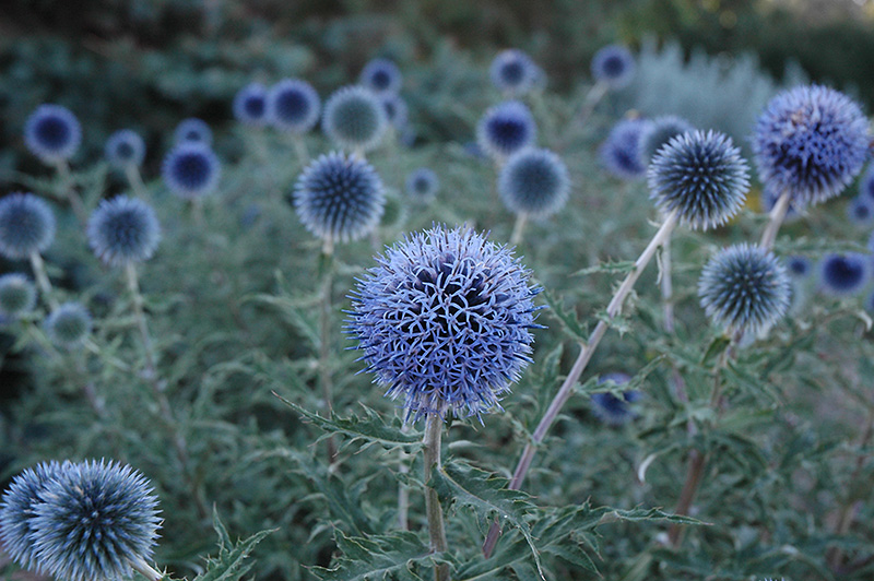 Blue Glow Globe Thistle (Echinops bannaticus 'Blue Glow') at Kennedy's Country Gardens