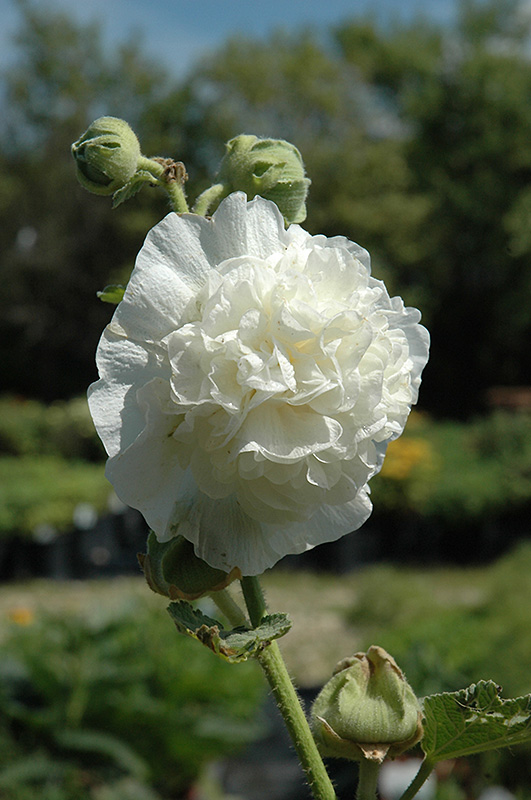 Chater's Double White Hollyhock (Alcea rosea 'Chater's Double White') at Kennedy's Country Gardens
