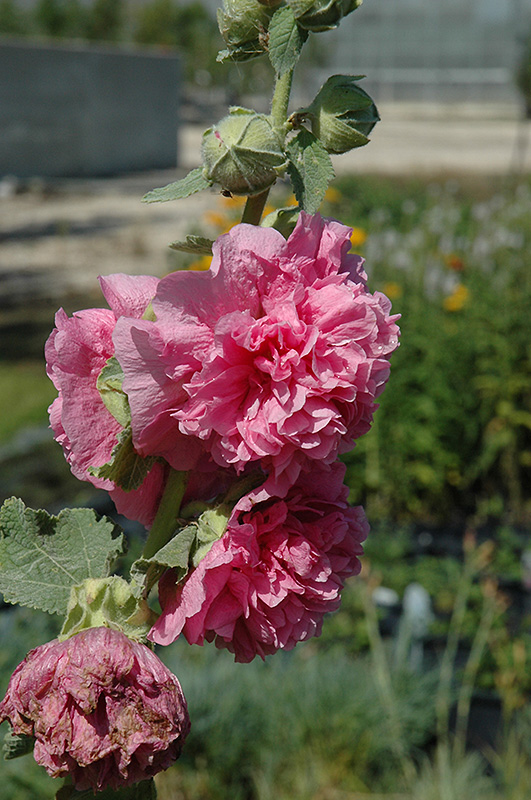 Chater's Double Pink Hollyhock (Alcea rosea 'Chater's Double Pink') at Kennedy's Country Gardens