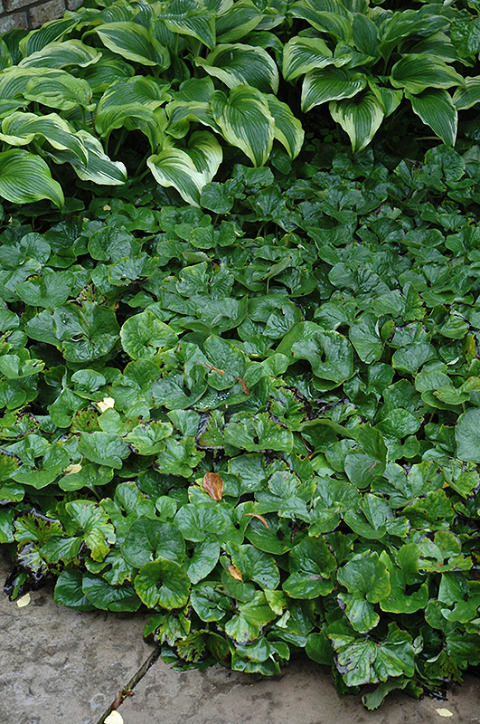 Canadian Wild Ginger (Asarum canadense) at Kennedy's Country Gardens